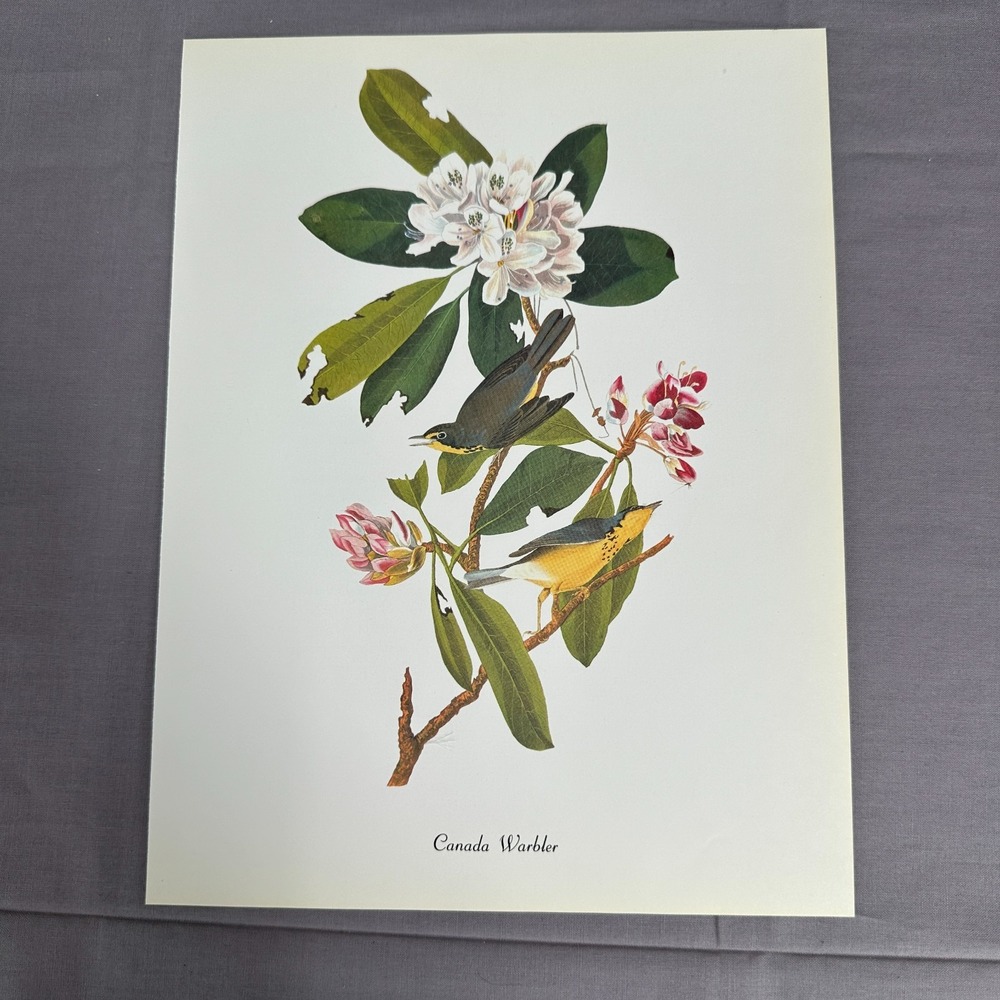 1950 Vintage Canada Warbler Print  American Bird Wall Art Illustration Audubon